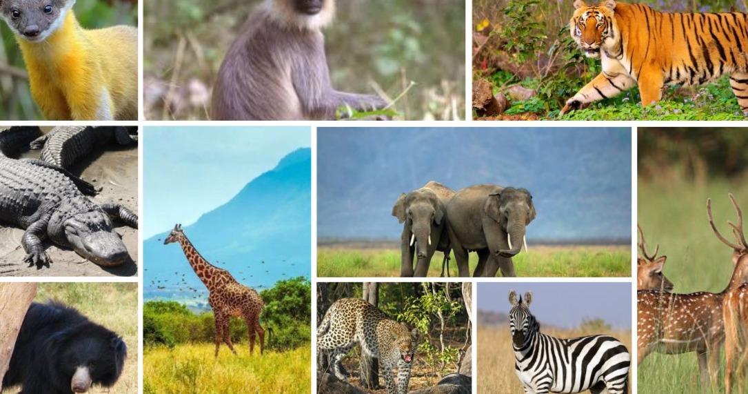 How to Plan a Delhi to Jim Corbett Corporate Tour?
