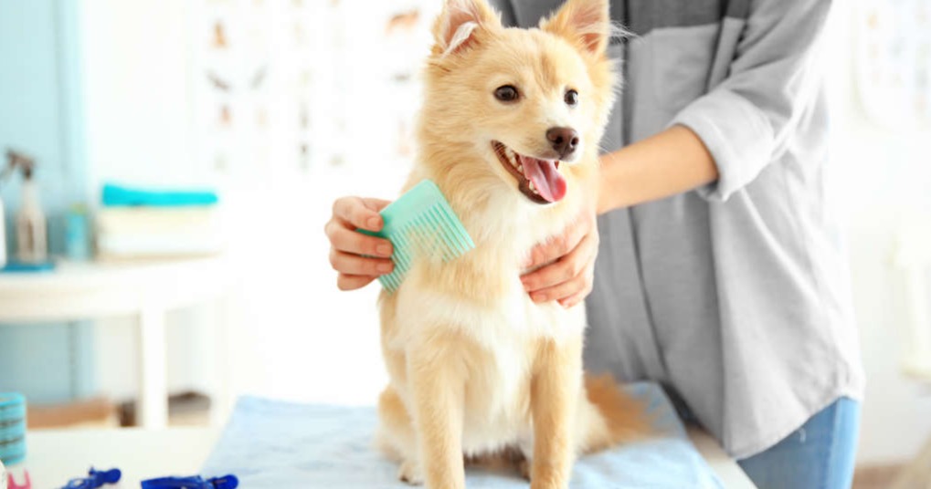 The Growing Love for Pet Grooming in Ajman